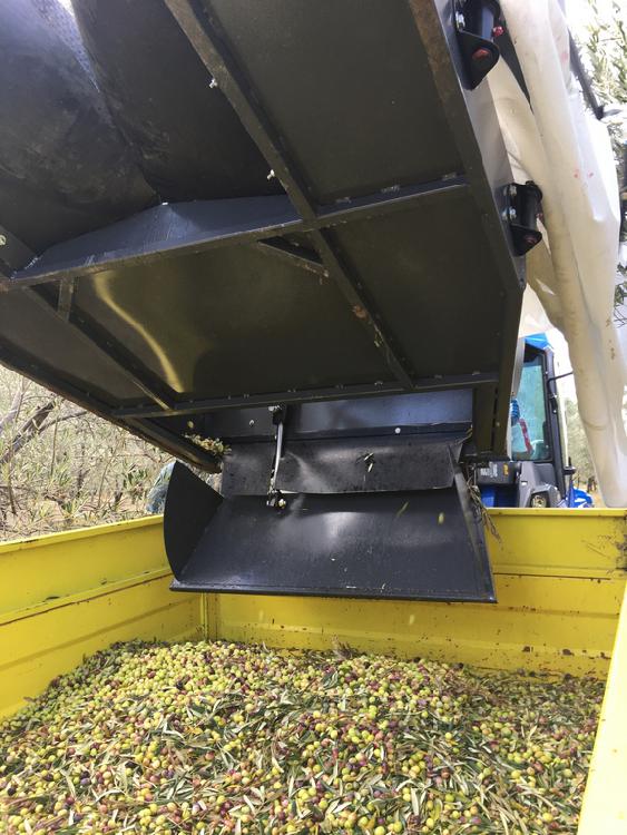 TREE SHAKER WITH COLLECTOR