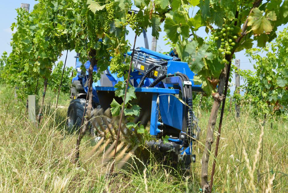 String shoot remover