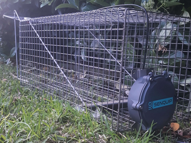 Feral animal trap monitoring